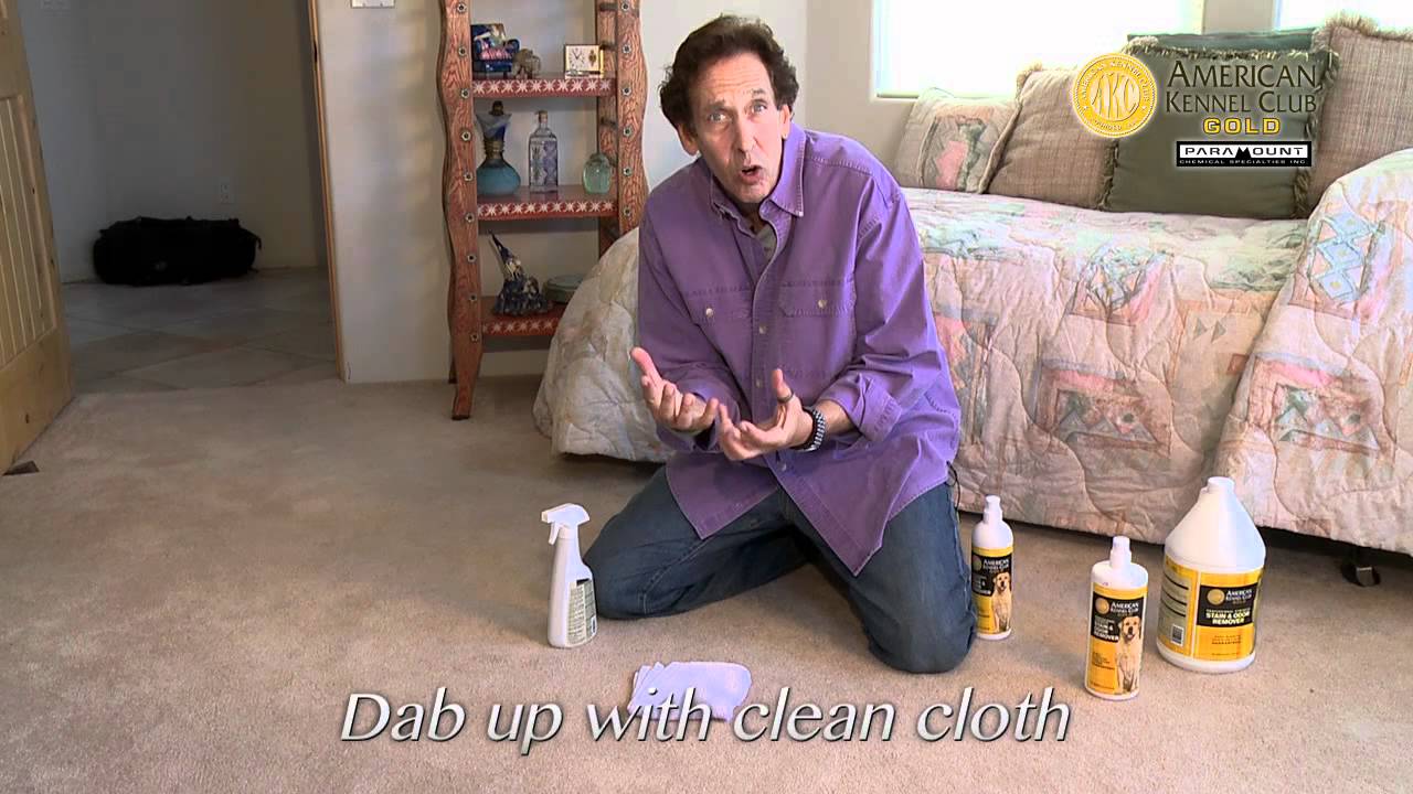 Remove Dog Urine Stains and Odors