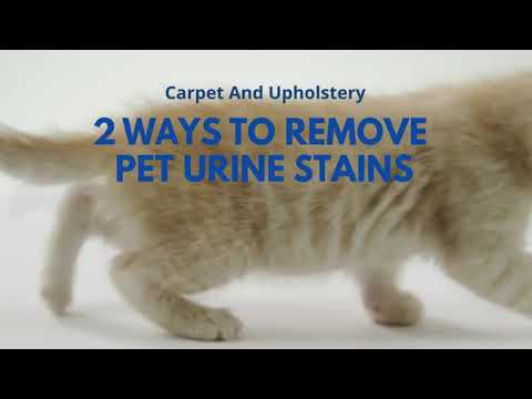 2 Ways to Remove Pet Urine Stains