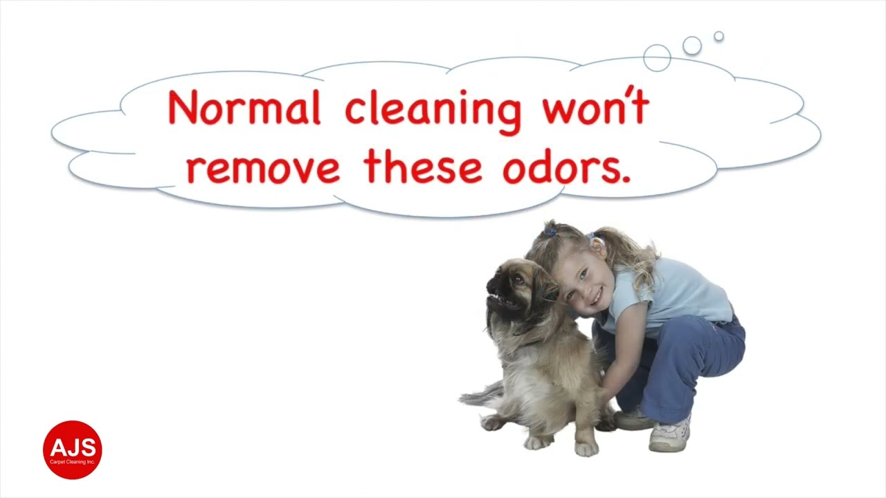 Pet Urine Odor Elimination with AJS Carpet Cleaning Orem