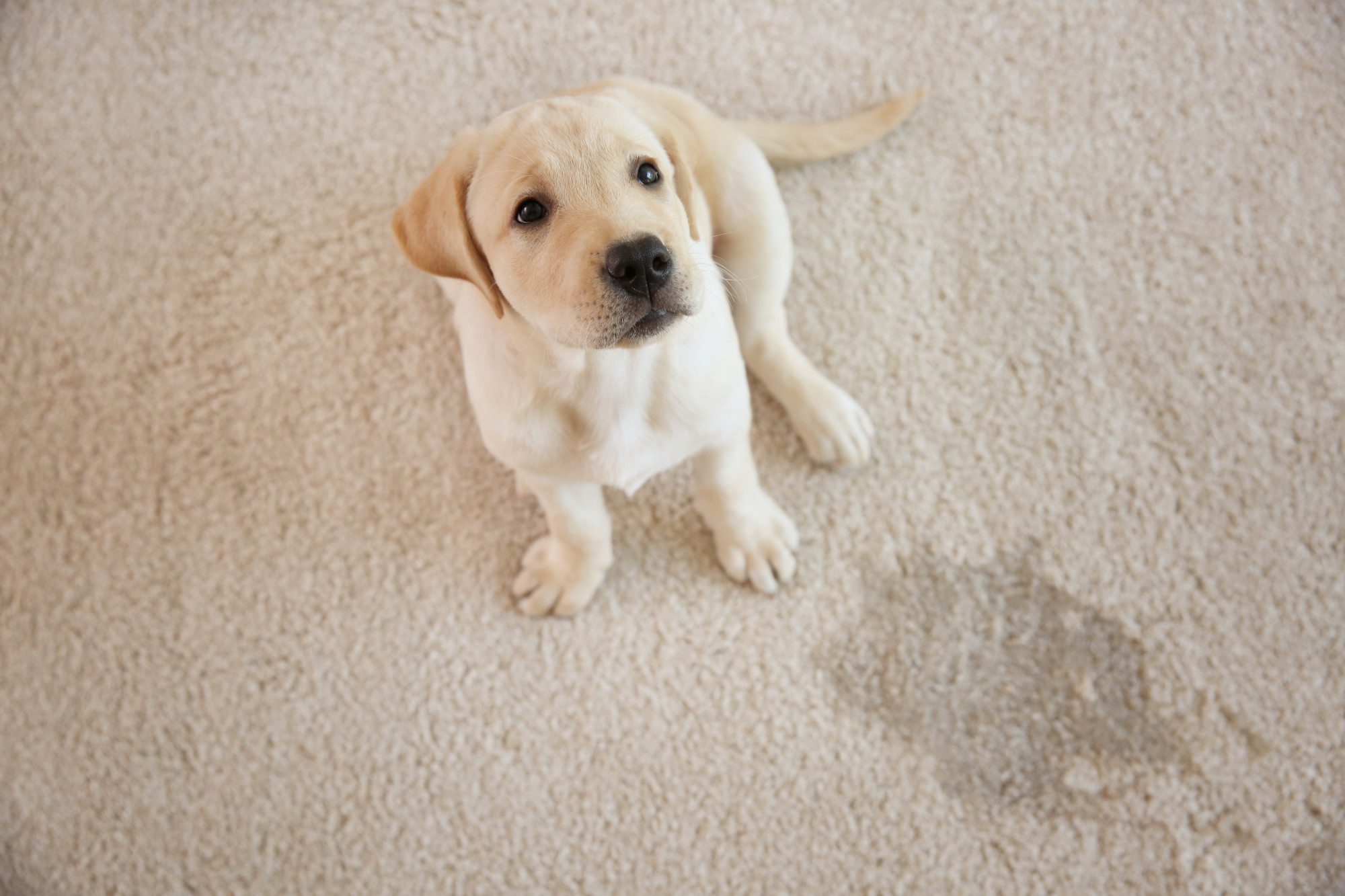 Carpet Cleaning Services for Pet Urine