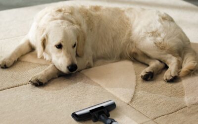 Effective Methods to Remove Pee Smell