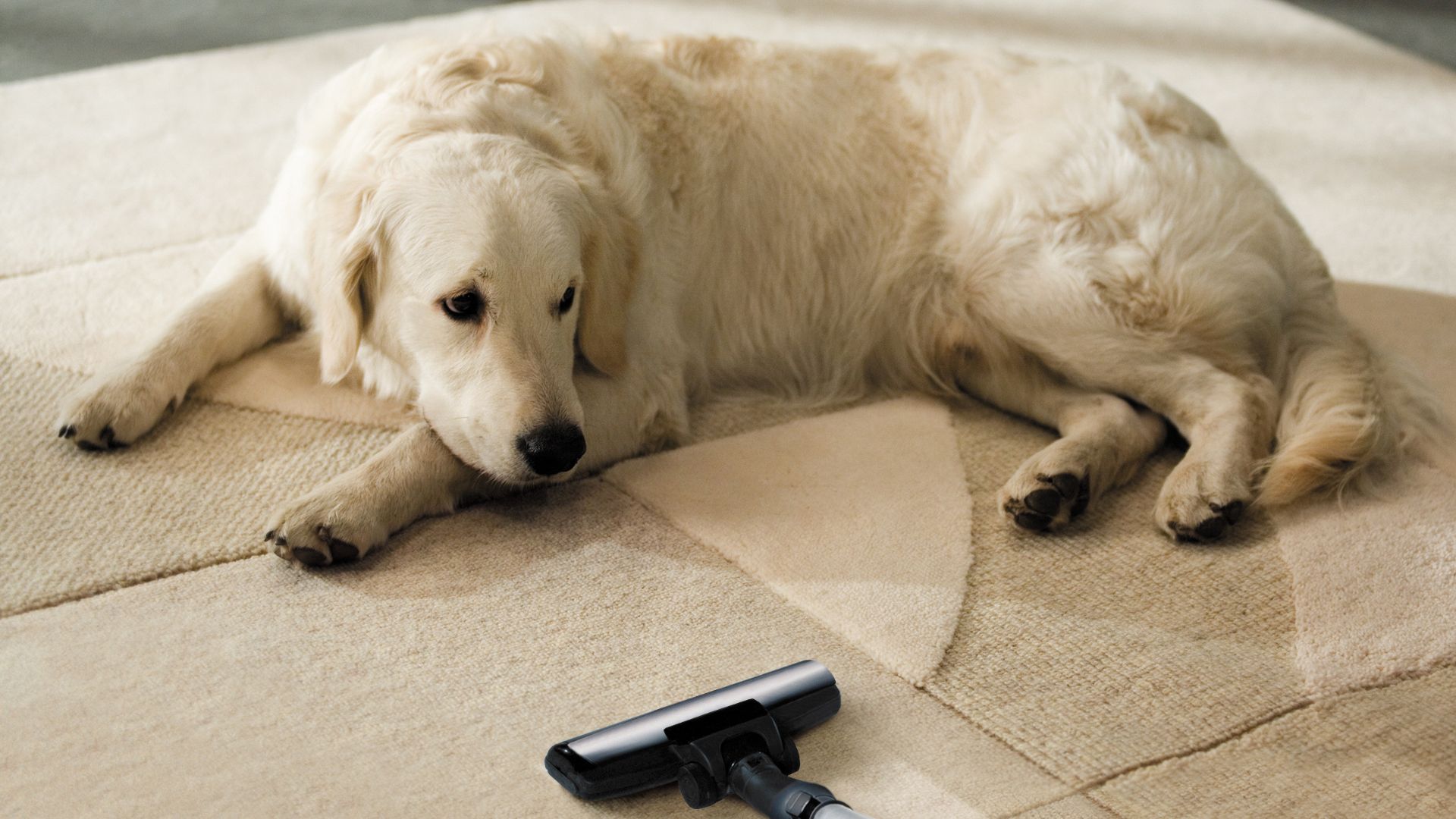 Pet Stain and Odor Removal Services