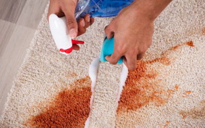The Best DIY Solutions for Pet Stains and Odors on Carpets