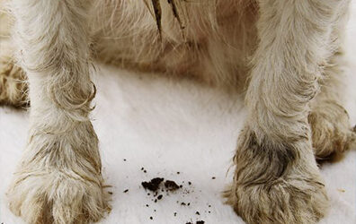 How to Remove Pet Odors From Carpets Without Damaging Fibers