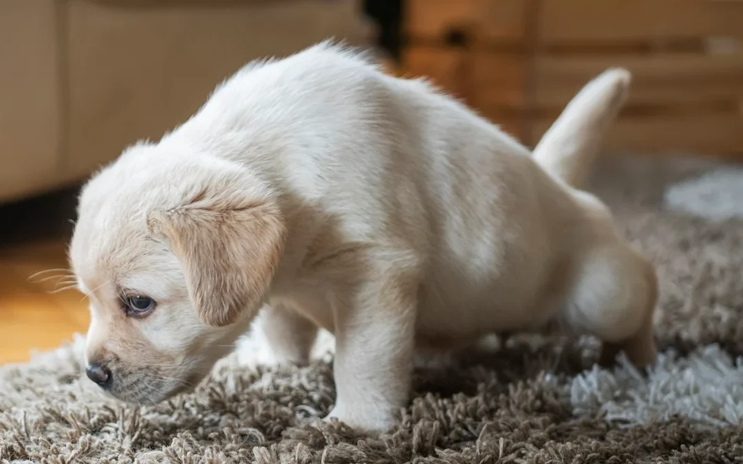 Effective Methods to Remove Dog Urine Smell